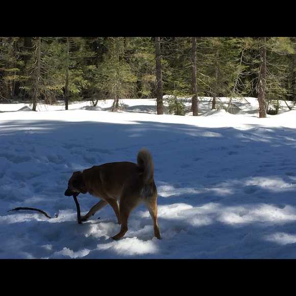 Cute Ralph Lauren navy and white top! - Picture 8 of 15